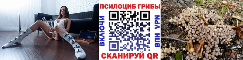 Купить закладки  Богородск  Псилоцибиновые грибы Psilocybine cubensis 